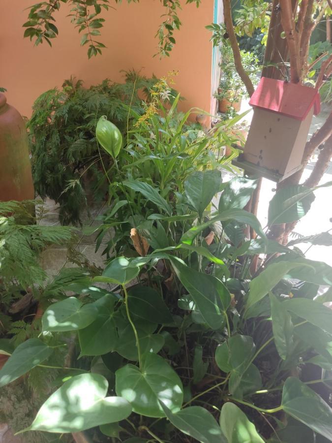 Recanto Toca Das Plantas De Ilhabela I Eksteriør bilde