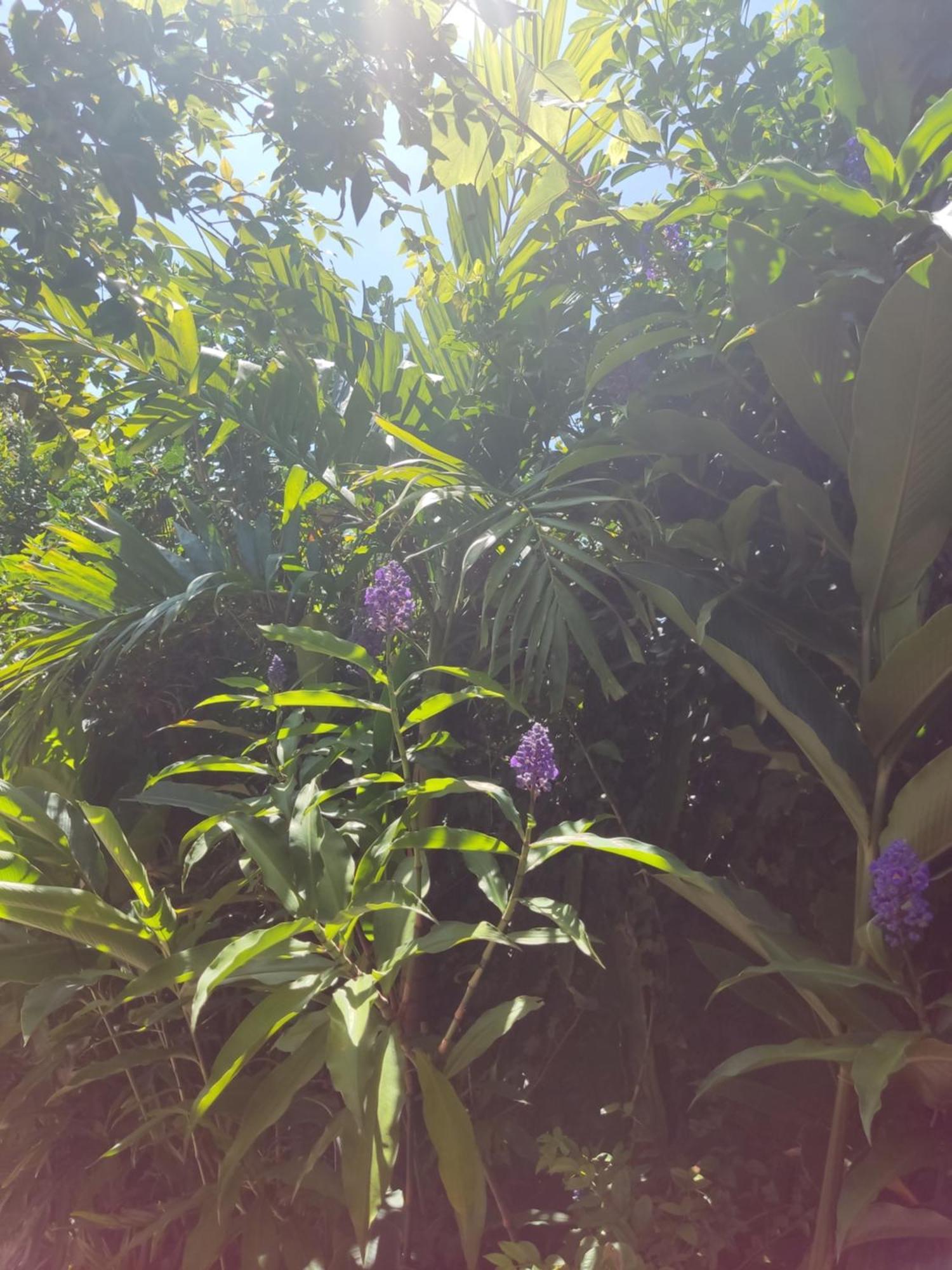 Recanto Toca Das Plantas De Ilhabela I Rom bilde